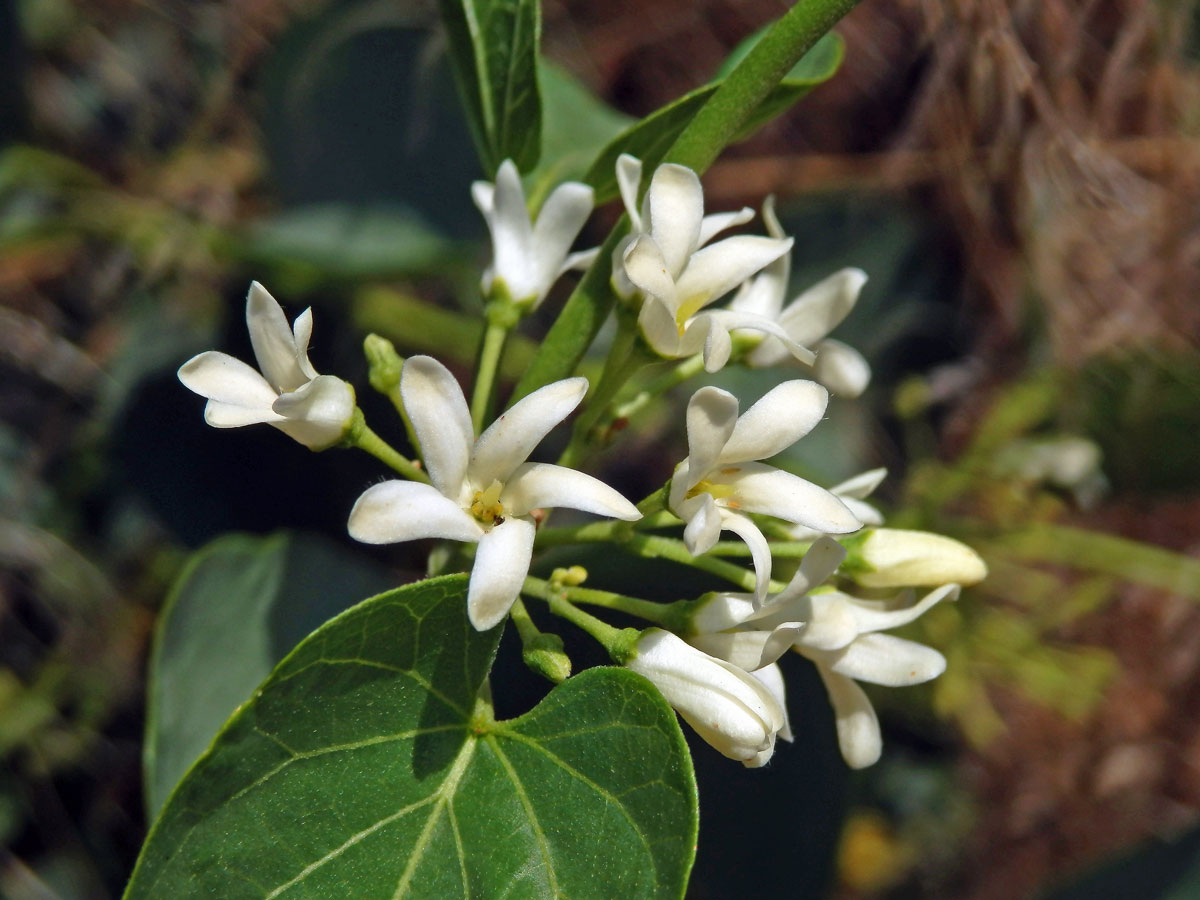 Cionura vzpřímená (Cionura erecta (L.) Griseb.)