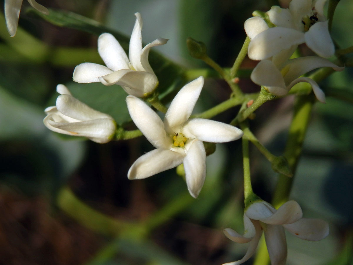 Cionura vzpřímená (Cionura erecta (L.) Griseb.)