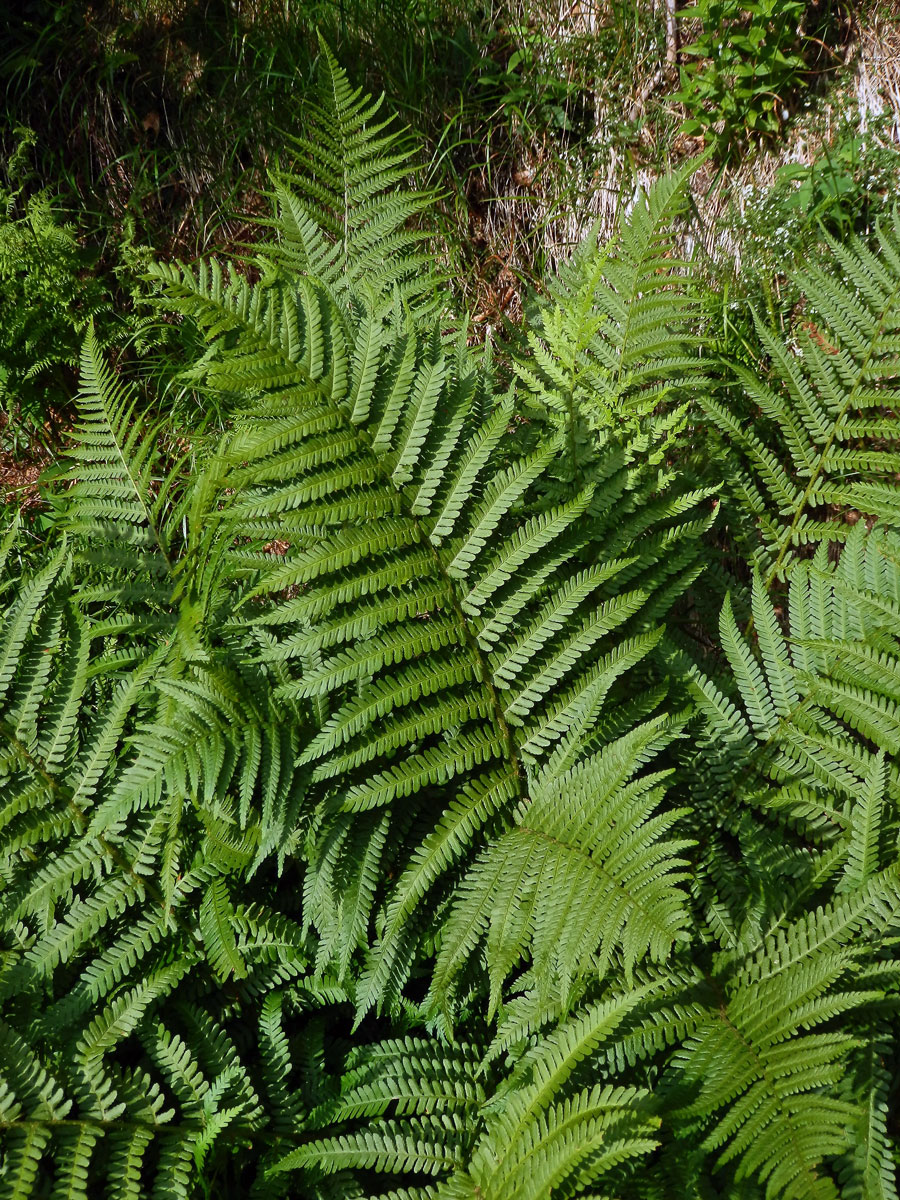 Kapraď samec (Dryopteris filix-mas (L.) Schott)