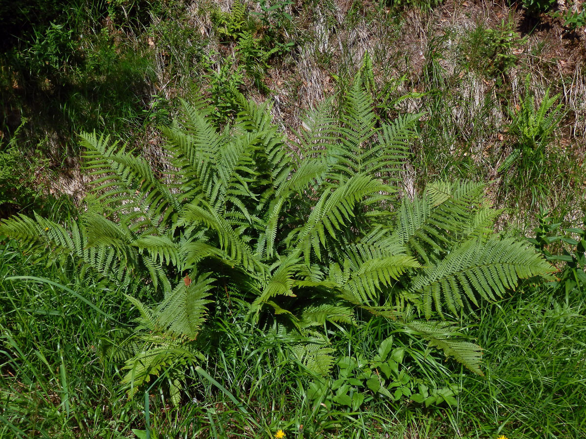 Kapraď samec (Dryopteris filix-mas (L.) Schott)