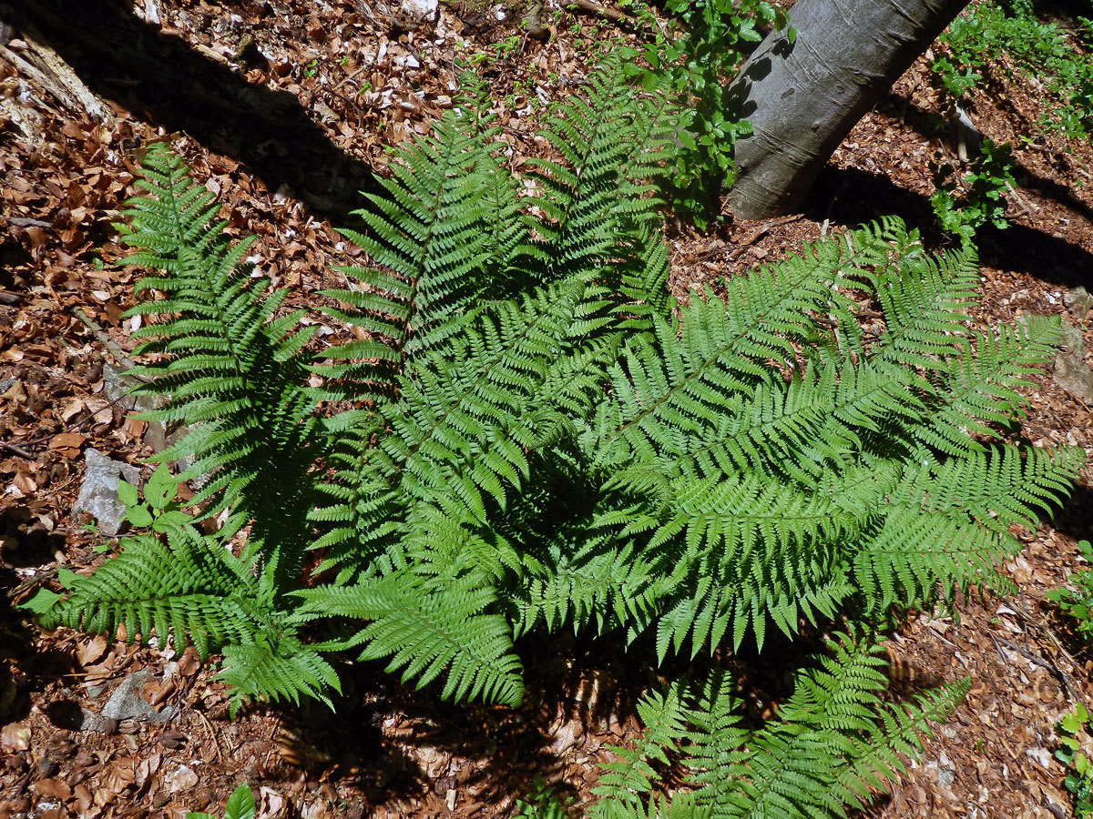 Kapraď samec (Dryopteris filix-mas (L.) Schott)