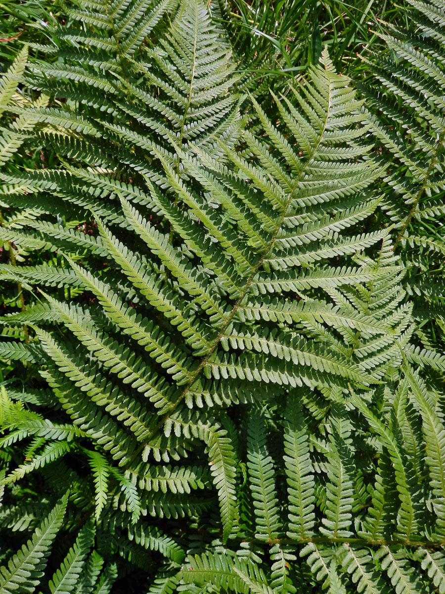 Kapraď samec (Dryopteris filix-mas (L.) Schott)