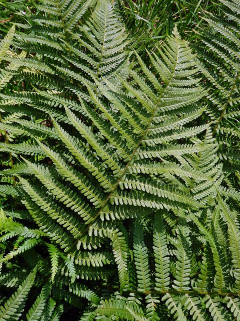 Kapraď samec (Dryopteris filix-mas (L.) Schott)