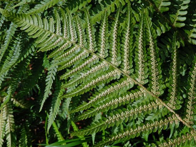 Kapraď samec (Dryopteris filix-mas (L.) Schott)