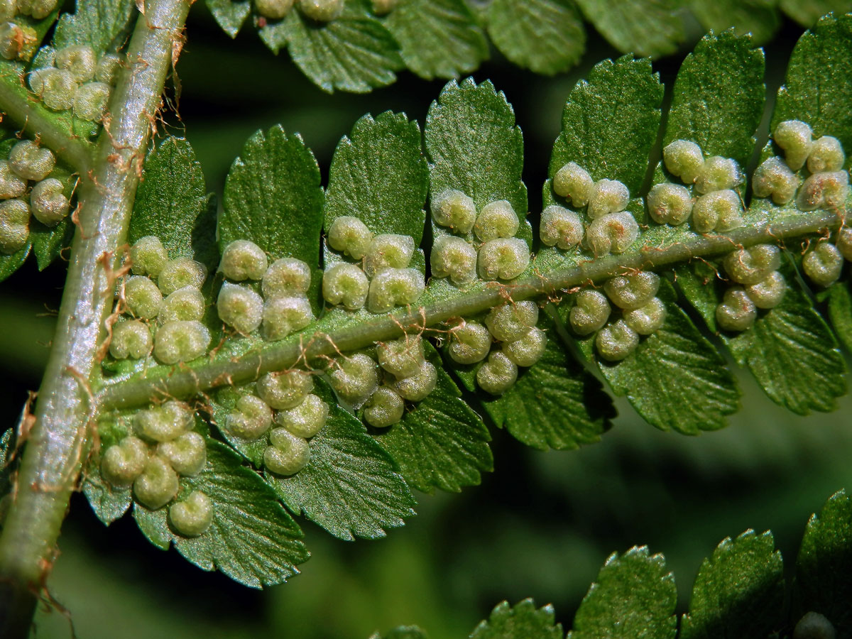 Kapraď samec (Dryopteris filix-mas (L.) Schott)