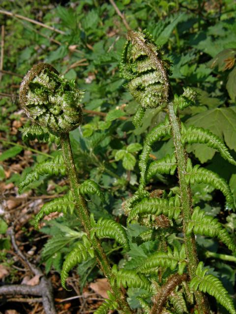 Kapraď samec (Dryopteris filix-mas (L.) Schott)