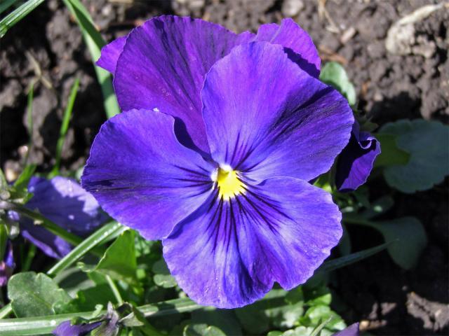 Violka zahradní - maceška (Viola x wittrockiana Gams)