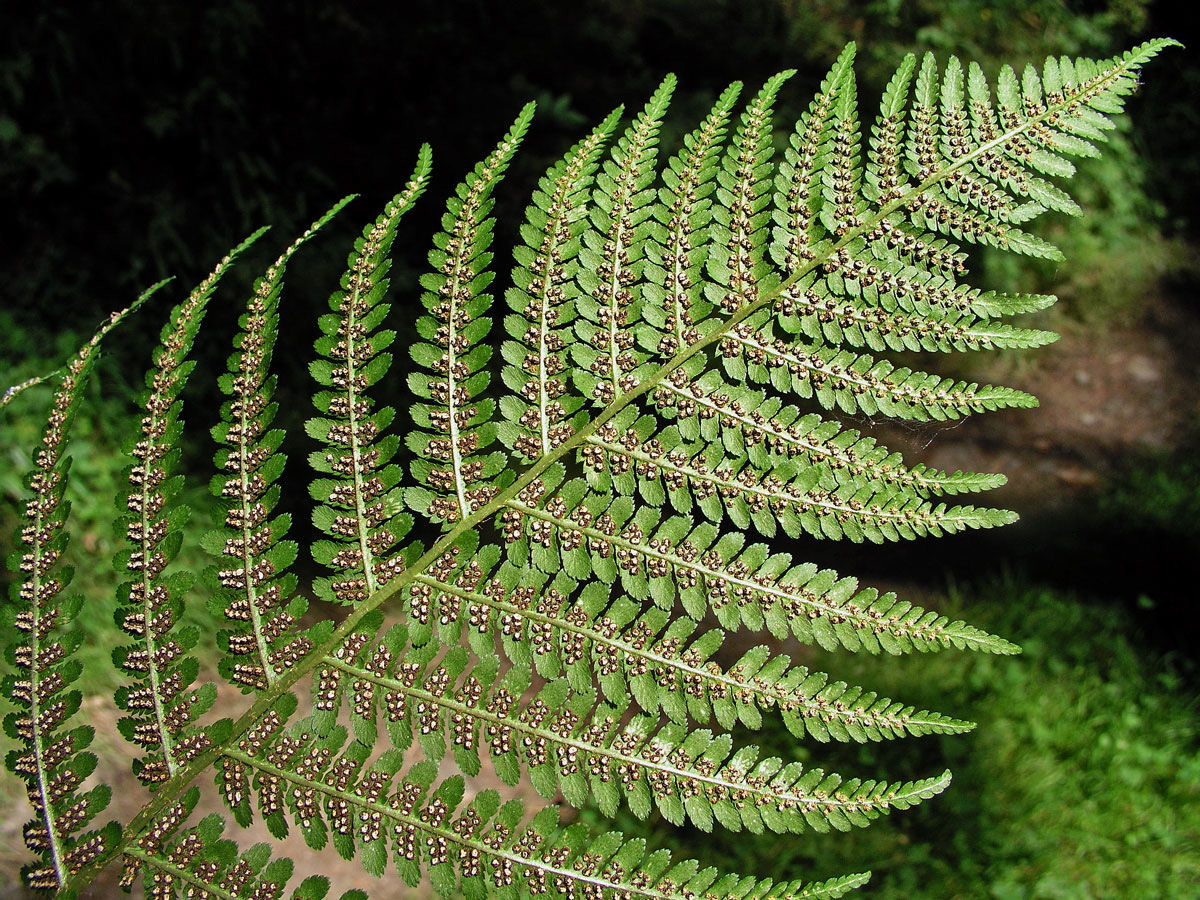 Kapraď samec (Dryopteris filix-mas (L.) Schott)