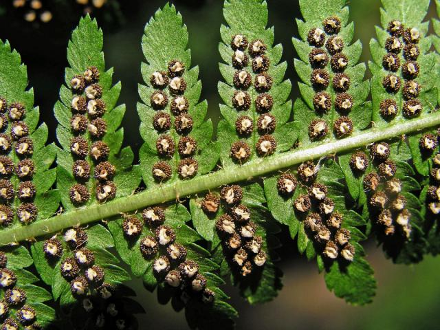 Kapraď samec (Dryopteris filix-mas (L.) Schott)