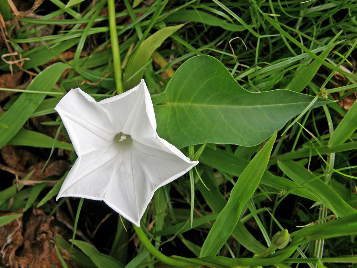 Povíjnice vodní (Ipomoea aquatica Forssk.)