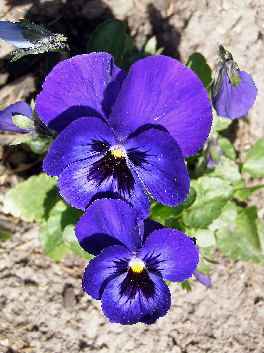 Violka zahradní - maceška (Viola x wittrockiana Gams)