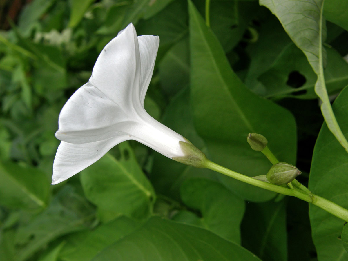 Povíjnice vodní (Ipomoea aquatica Forssk.)