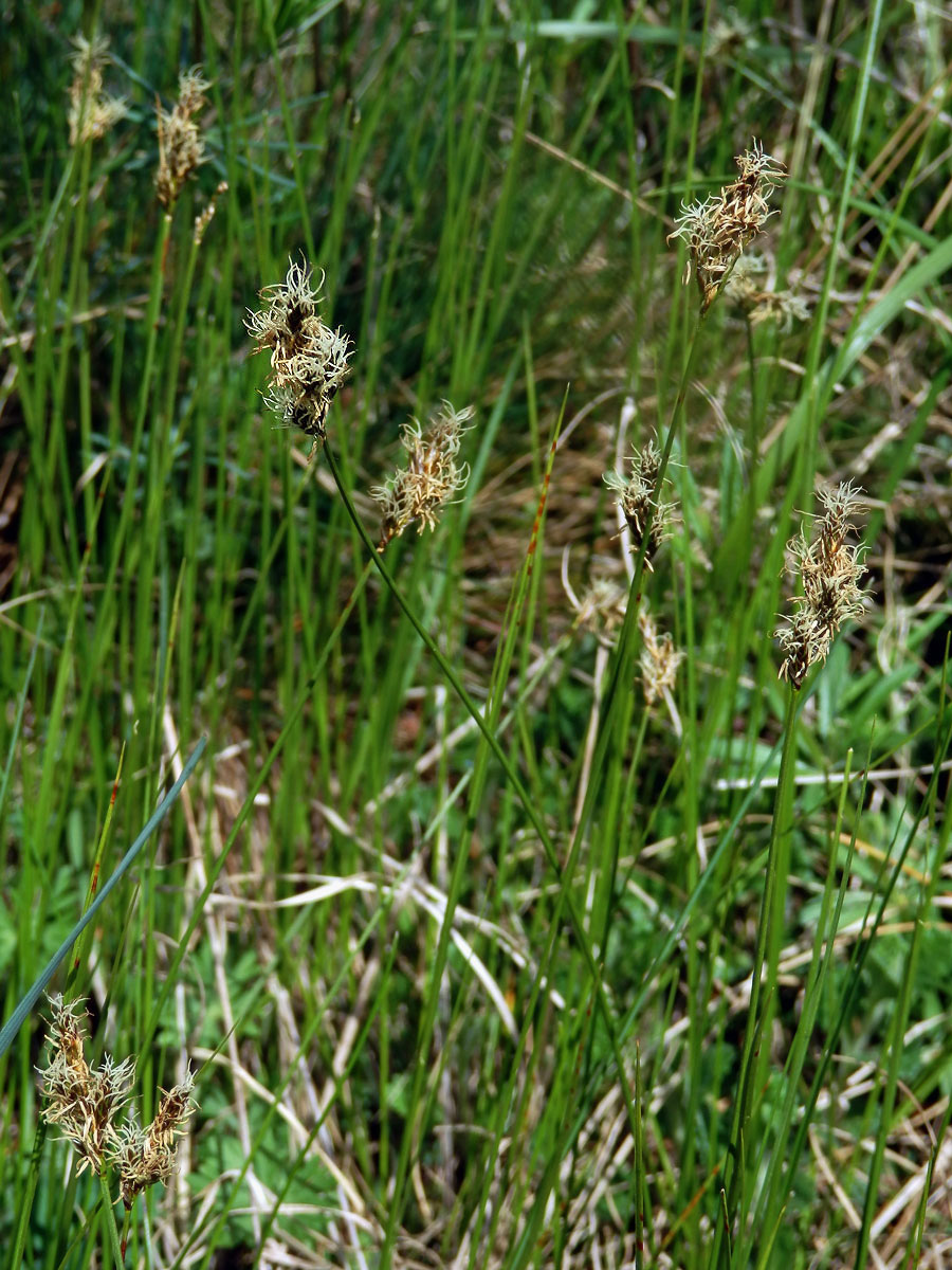 Ostřice časná (Carex praecox Schreb.)