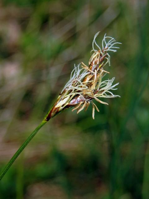 Ostřice časná (Carex praecox Schreb.)