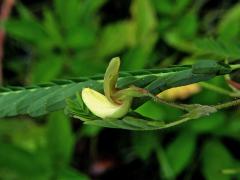 Choulostice (Aeschynomene indica L.)