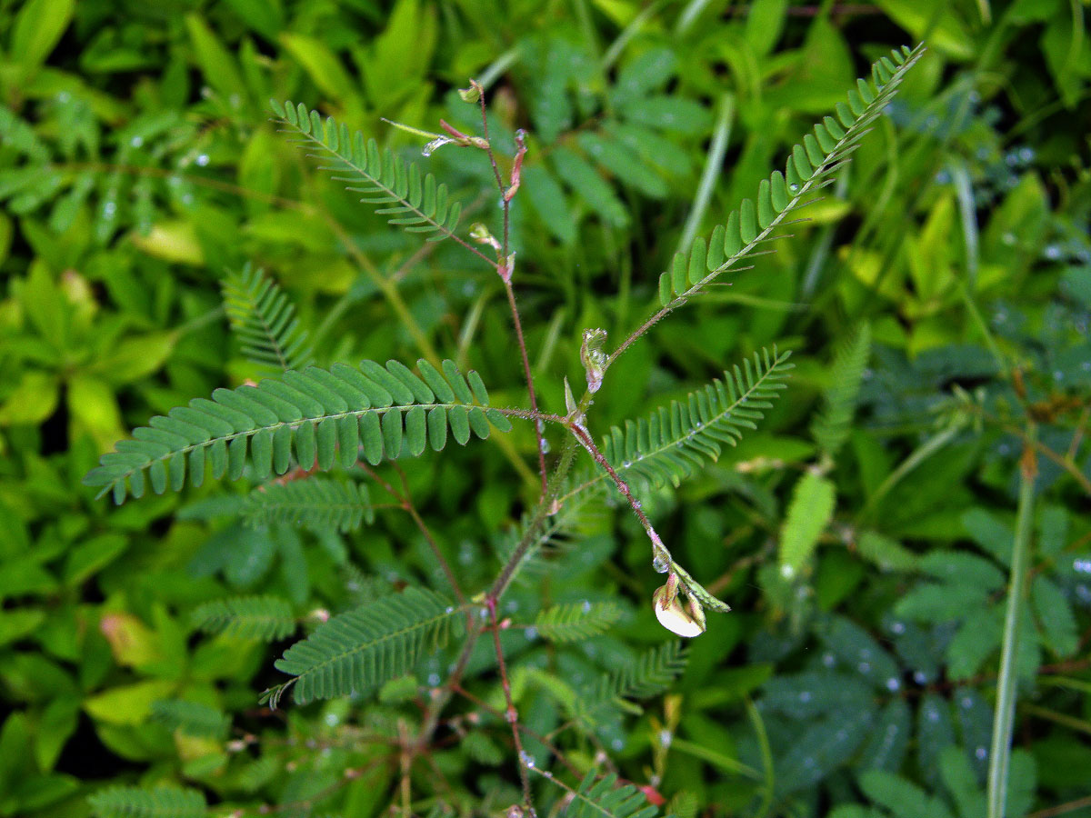 Choulostice (Aeschynomene indica L.)