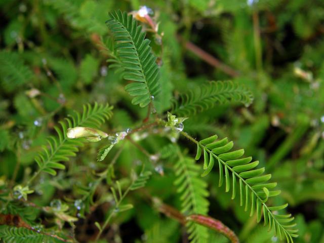 Choulostice (Aeschynomene indica L.)