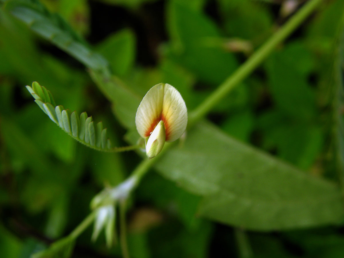 Choulostice (Aeschynomene indica L.)