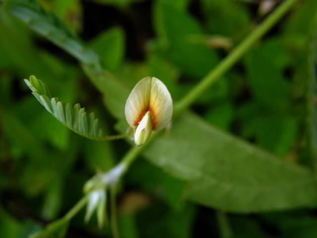 Choulostice (Aeschynomene indica L.)