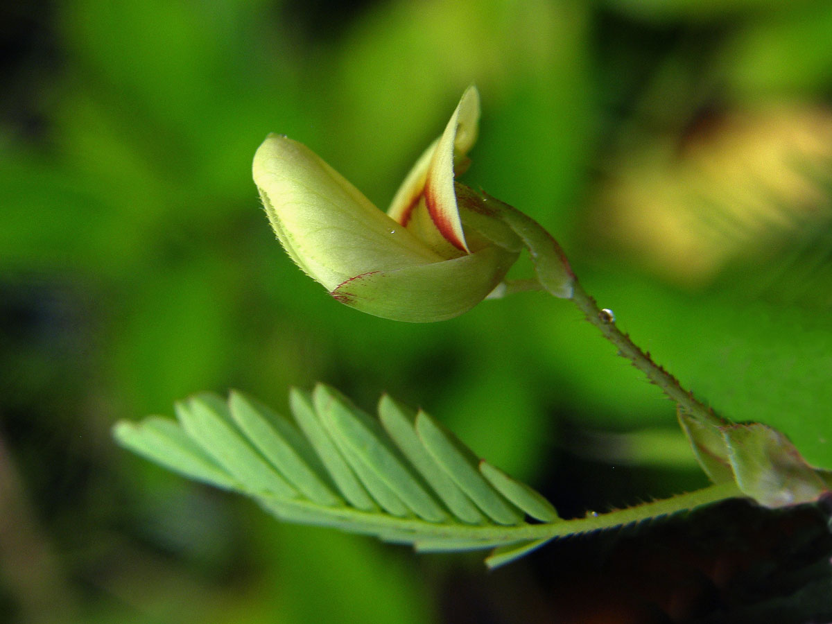 Choulostice (Aeschynomene indica L.)