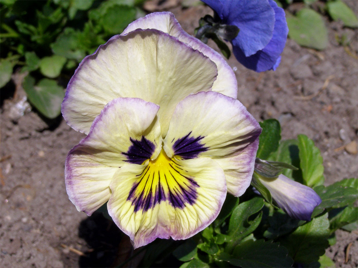 Violka zahradní - maceška (Viola x wittrockiana Gams)