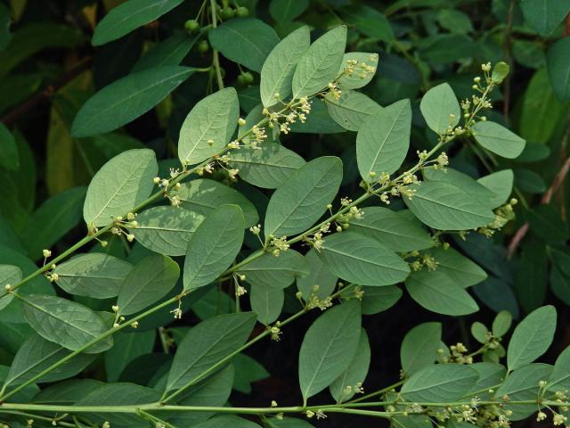 Tvrdodřev křovitý (Flueggea suffruticosa (Pall.) Baill.)