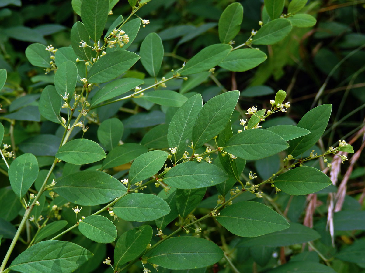 Tvrdodřev křovitý (Flueggea suffruticosa (Pall.) Baill.)