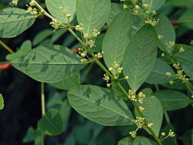 Tvrdodřev křovitý (Flueggea suffruticosa (Pall.) Baill.)