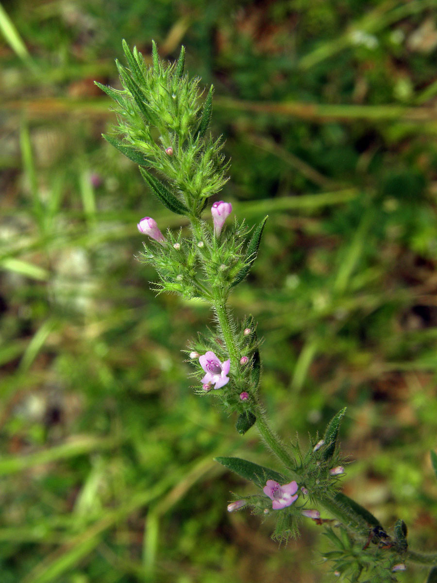 Micromeria graeca (L.) Rchb.