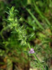 Micromeria graeca (L.) Rchb.