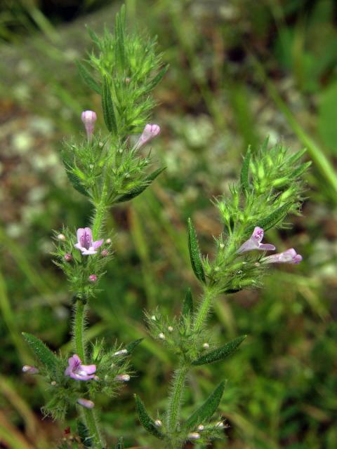 Micromeria graeca (L.) Rchb.