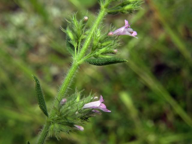 Micromeria graeca (L.) Rchb.