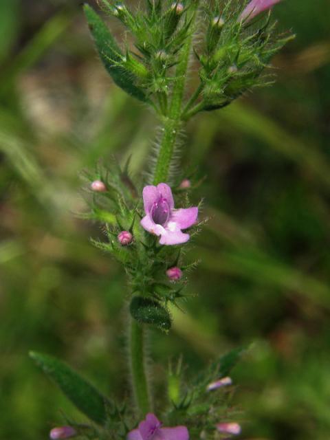 Micromeria graeca (L.) Rchb.