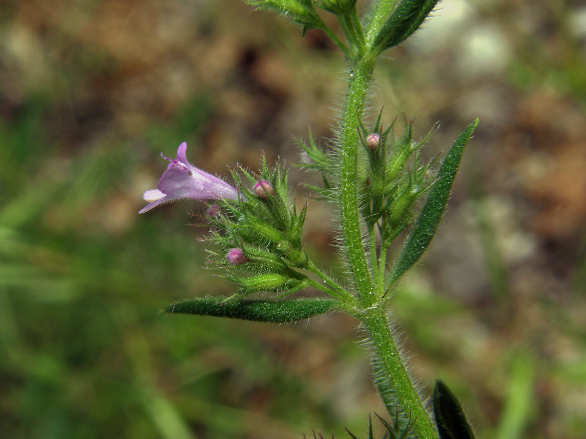 Micromeria graeca (L.) Rchb.