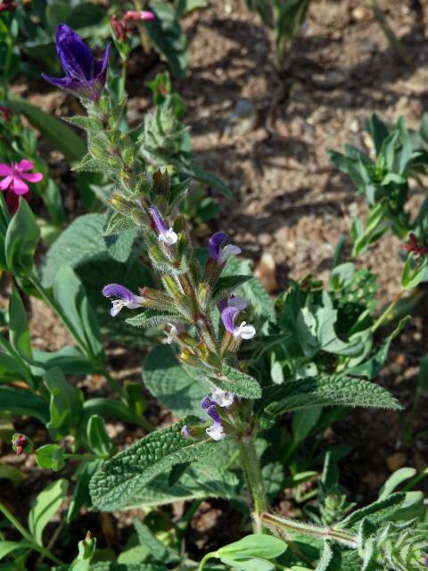 Šalvěj zahradní (Salvia viridis L.)