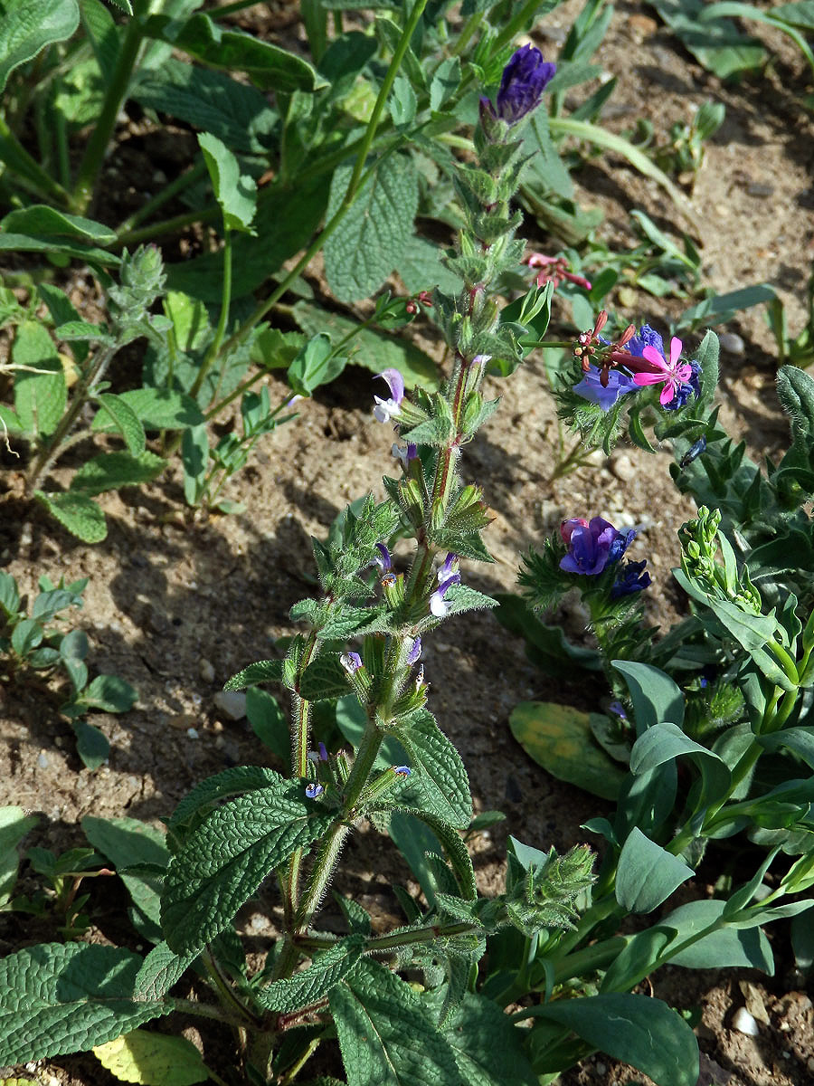 Šalvěj zahradní (Salvia viridis L.)