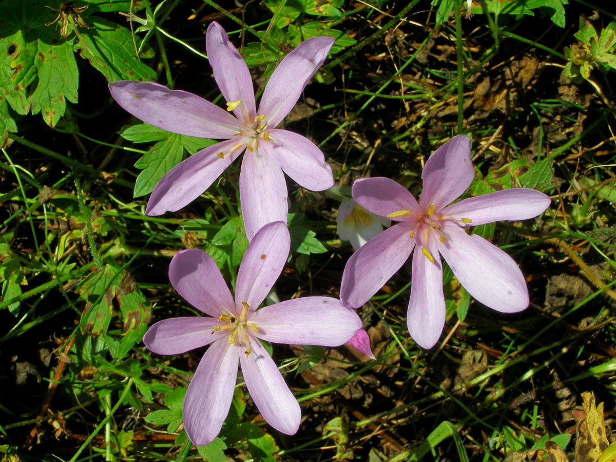 Ocún jesenní (Colchicum autumnale L.)