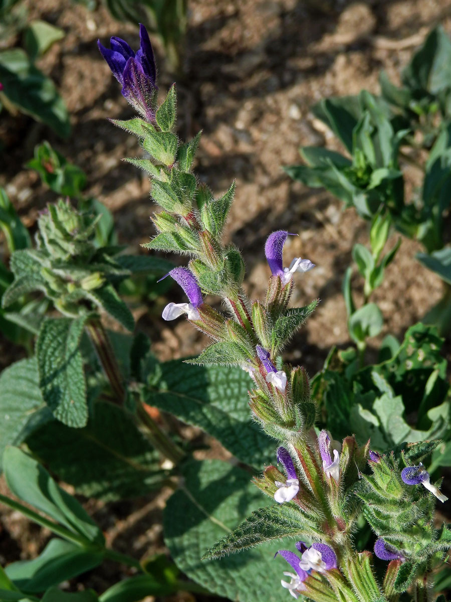 Šalvěj zahradní (Salvia viridis L.)