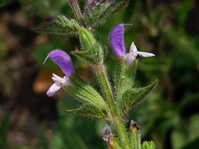 Šalvěj zahradní (Salvia viridis L.)