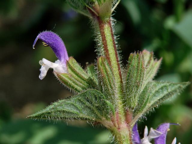 Šalvěj zahradní (Salvia viridis L.)