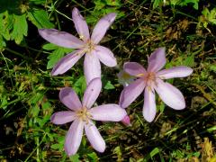 Ocún jesenní (Colchicum autumnale L.)