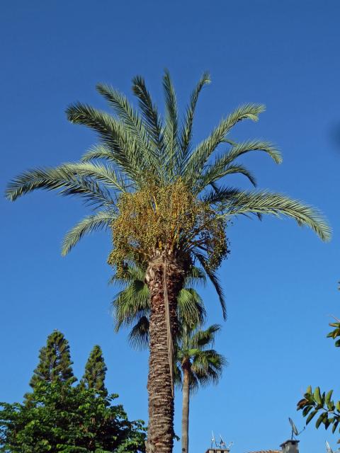 Datlovník kanárský (Phoenix canariensis Chabaud)