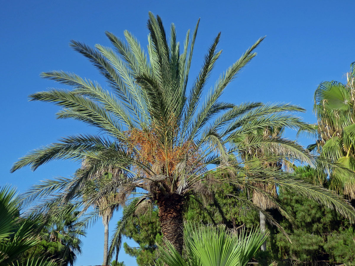 Datlovník kanárský (Phoenix canariensis Chabaud)