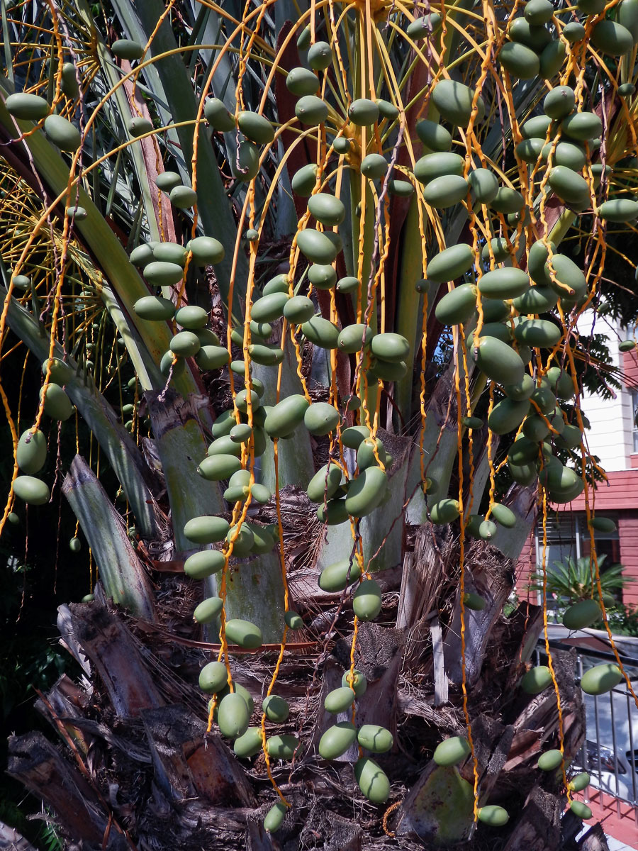 Datlovník kanárský (Phoenix canariensis Chabaud)