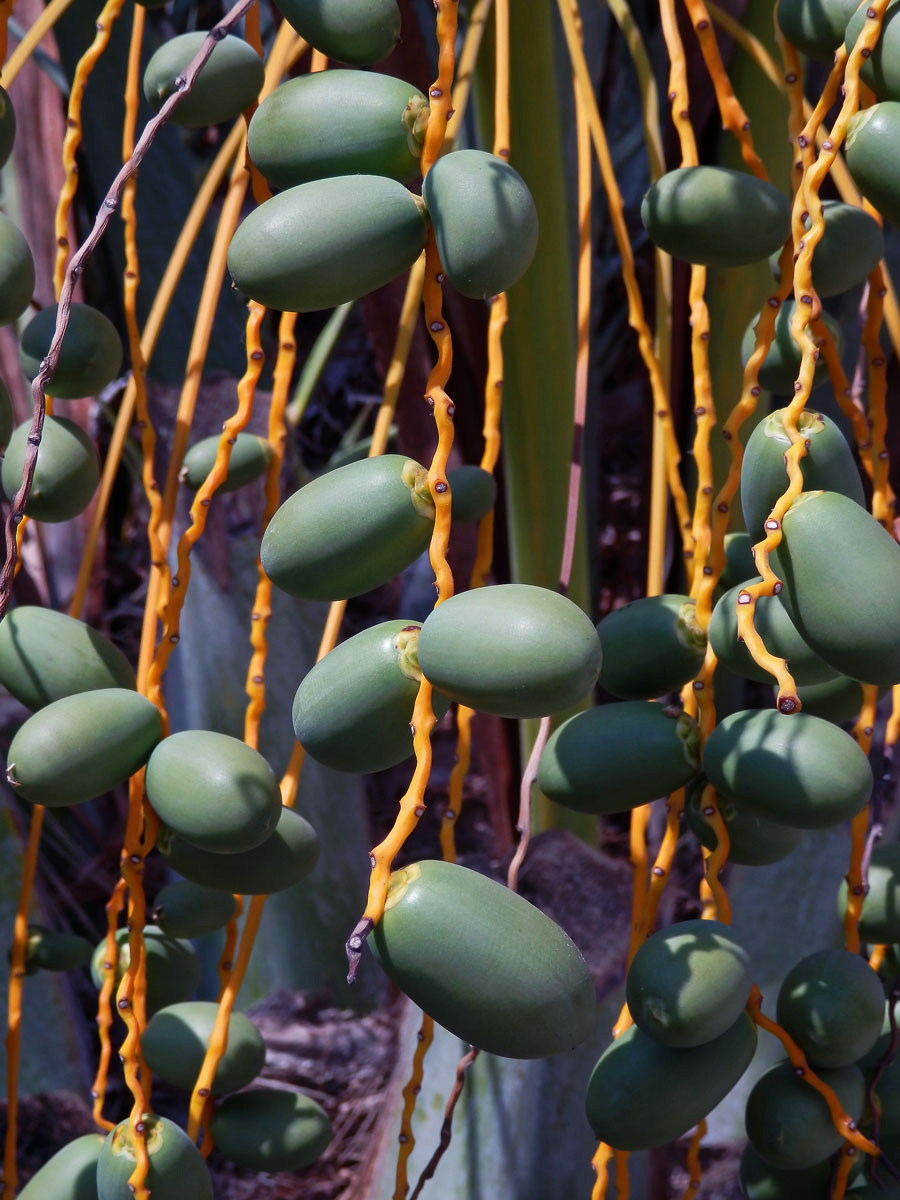 Datlovník kanárský (Phoenix canariensis Chabaud)