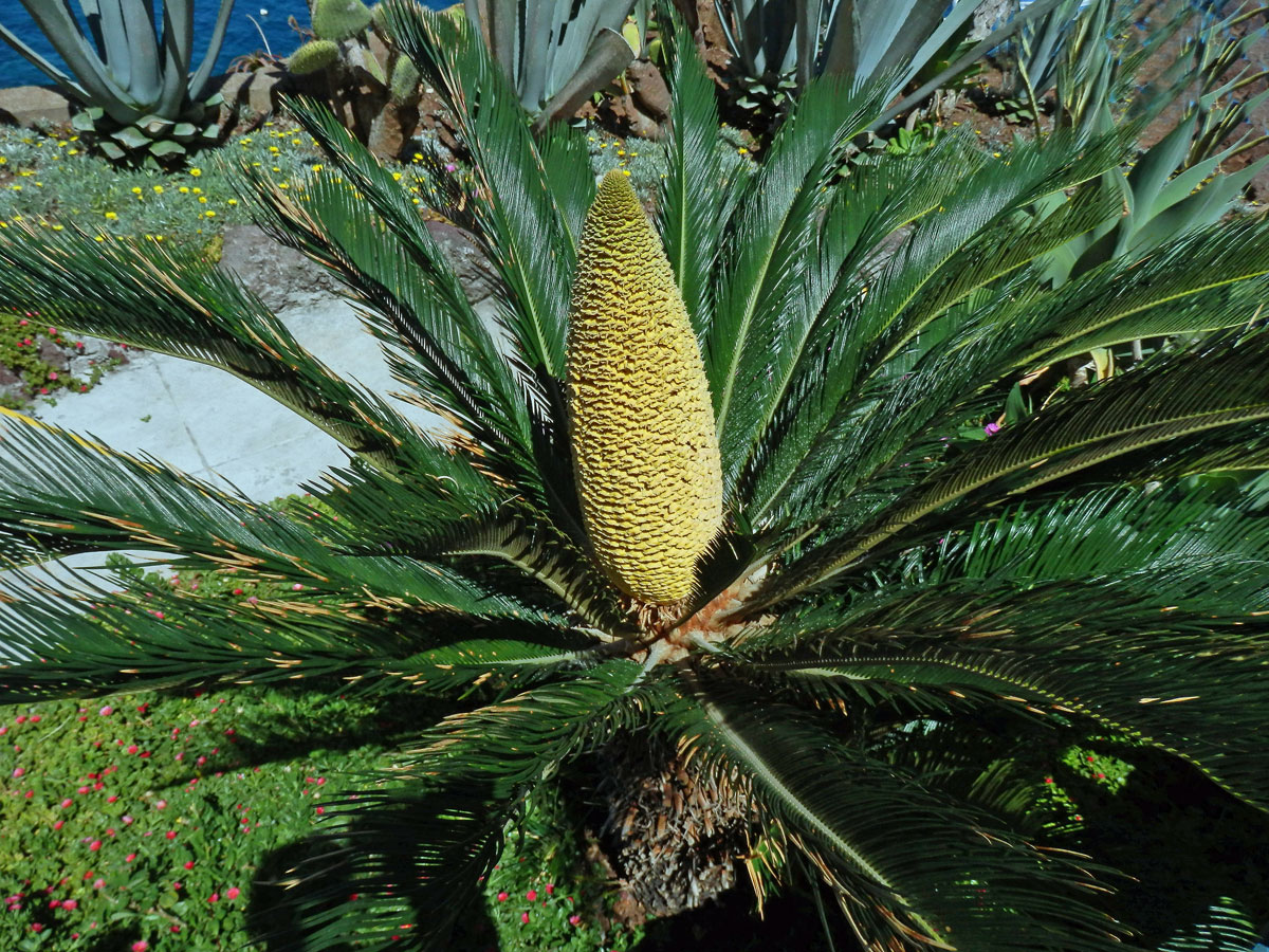 Cykas japonský (Cycas revoluta Thunb.)