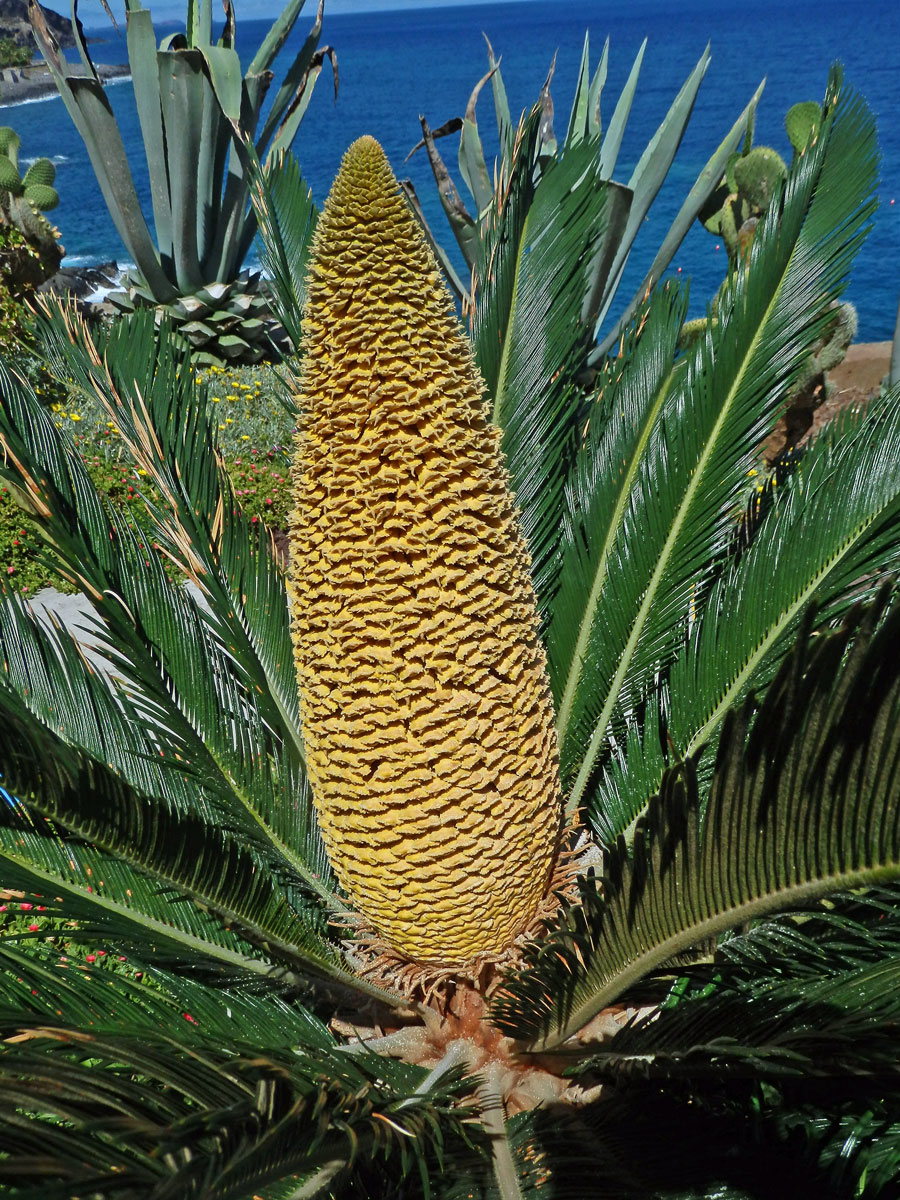 Cykas japonský (Cycas revoluta Thunb.)