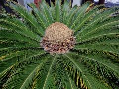 Cykas japonský (Cycas revoluta Thunb.)