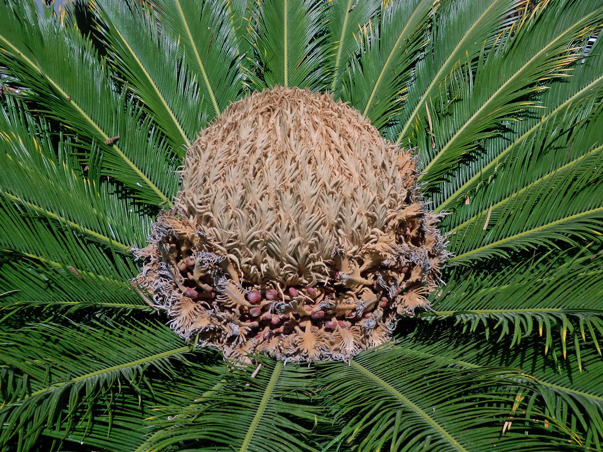 Cykas japonský (Cycas revoluta Thunb.)