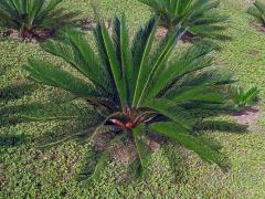 Cykas japonský (Cycas revoluta Thunb.)